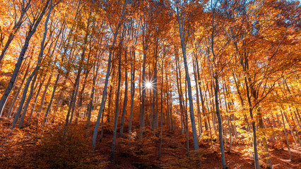 autumn in the forest