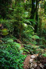 a path through dense, magic australian gondwana rainforest - lamington national park in green mountains section, albert river circuit trail in queensland, australia