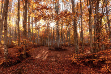 Obraz premium autumn in the forest