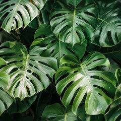 Monstera Philodendron leaves 