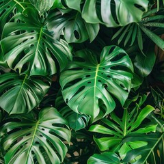 Monstera Philodendron leaves 