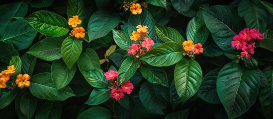 This close-up shot showcases a bunch of vibrant flowers nestled among lush green leaves on a plant. Each bloom stands out, adding a burst of color to the green backdrop.
