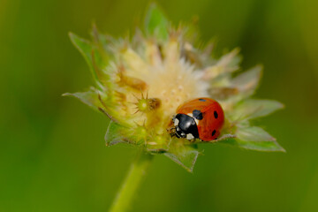 Naklejka premium Ladybird on a wildflower