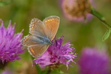 Common Blue butterfly on a pink flower