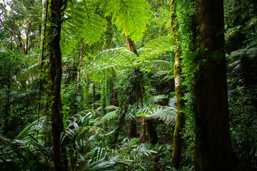 unique native vegetation in gondwana rainforest - lamington national park, albert river circuit; tree ferns in dense jungle near birsbane and gold coast, australia