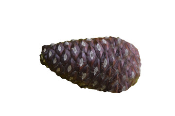 pine cone on white transparant  background