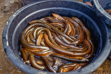 Eels in a Bucket on a Fish Market in Sulawesi
