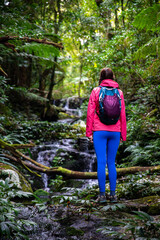 Fototapeta premium hiker woman admiring tropical waterfall in australian rainforest; hiking albert river circuit in lamington national park, queensland, australia; ancient gondwana rainforest near brisbane