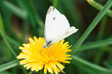 white butterfly on a flower