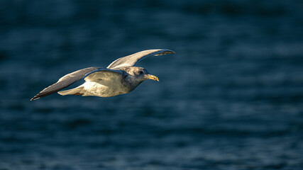 Fototapeta na wymiar Seagull Sailing over the Puget Sound