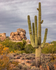 cactus in the desert