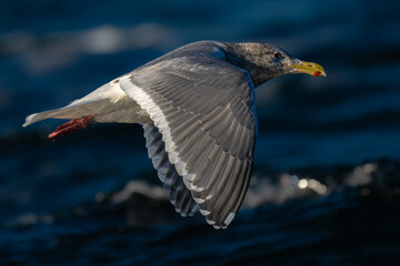 Seagull Sailing over the Puget Sound
