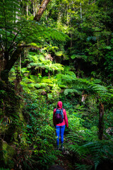 Naklejka na ściany i meble hiker girl with backpack walking through unique dense tropical rainforest in australia, albert river cirquit; gondwana rainforest in lamington national park, queensland, near brisbane and gold coast