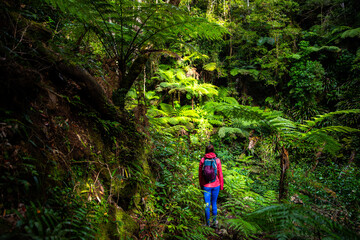 Fototapeta premium hiker girl with backpack walking through unique dense tropical rainforest in australia, albert river cirquit; gondwana rainforest in lamington national park, queensland, near brisbane and gold coast