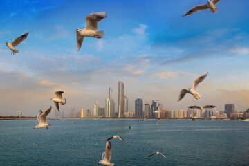 Seagulls and Abu Dhabi