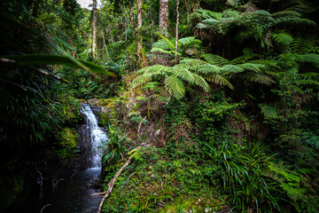 Echo Falls - powerfull waterfall in a gondwana rainforest - Lamington National Park, Green Mountain section alogside Albert River Circuit