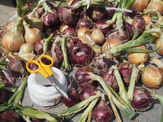 タマネギの収穫