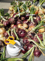 タマネギの収穫