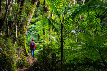 hiker girl with backpack walking through unique dense tropical rainforest in australia, albert...