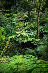 unique native vegetation in gondwana rainforest - lamington national park, albert river circuit;...