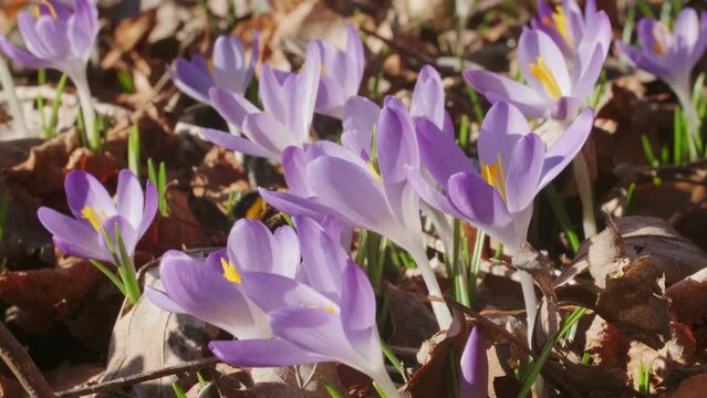 Springtime close-up view of violet crocuses and bumblebee. Soft selective focus of flowering crocus flowers, 4k
