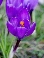 Lila und weiße Krokusse auf der Wiese