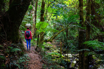 backpacker in colorful clothes walking through dense australian rainforest - lamigton national park in green mountains section, queensland, australia; famous gondwana rainforest