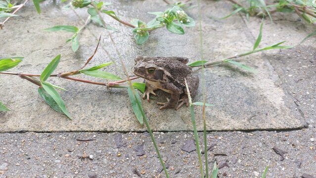 frog in the garden 