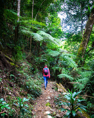 backpacker in colorful clothes walking through dense australian rainforest - albert river circuit,...