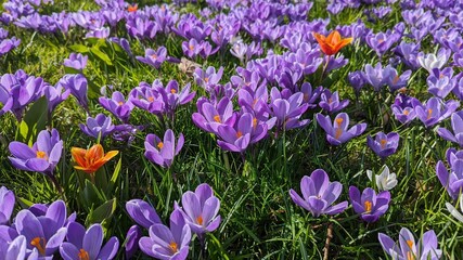 crocuses blooming in the park under the bright rays of the spring sun