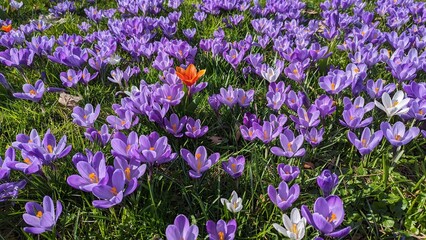 crocuses blooming in the park under the bright rays of the spring sun