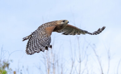 Florida red shouldered hawk, red shoulder hawk