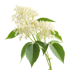 Beautiful Elderflower isolated on white background