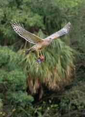 Florida red shouldered hawk, red shoulder hawk