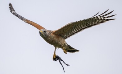 Florida red shouldered hawk, red shoulder hawk