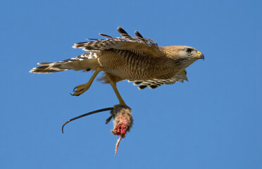 Florida red shouldered hawk, red shoulder hawk