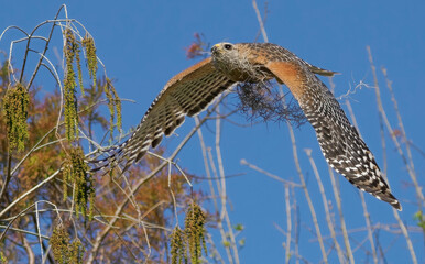 Florida red shouldered hawk, red shoulder hawk