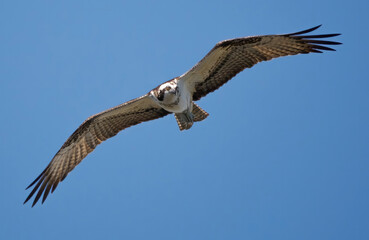 eagle, raptor, bird of prey, sky hunter, hawk, osprey
