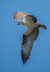 eagle, raptor, bird of prey, sky hunter, hawk, osprey