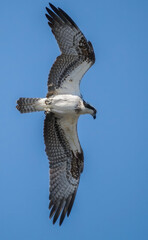 eagle, raptor, bird of prey, sky hunter, hawk, osprey