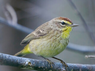 songbird, garden bird, song bird, sparrow
