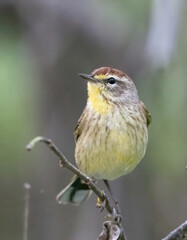 songbird, garden bird, song bird, sparrow