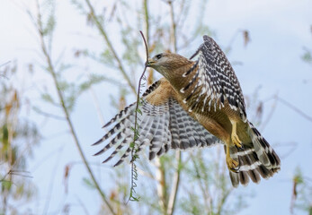 red shouldered hawk, red shoulder hawk, bird of prey, hawk, falcon, raptor