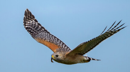 red shouldered hawk, red shoulder hawk, bird of prey, hawk, falcon, raptor