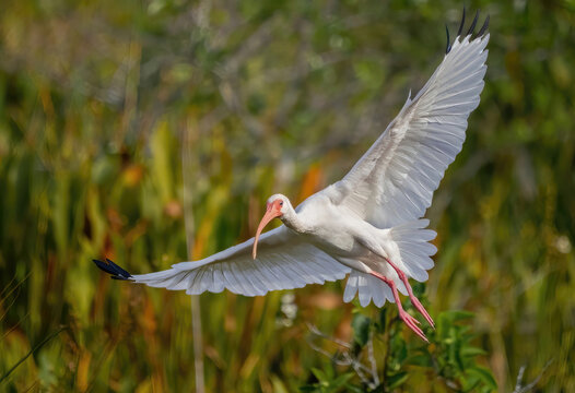 Florida ibis, white ibis, ibis bird, white feathers