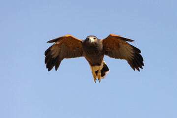 A Harris Hawk soars on the wind above the camera in a clear blue sky. It's wings are on a down beat and it's long legs with sharp talons are stretched out behind it.