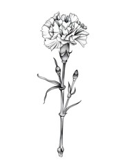 carnation flower minimalism clipart drawing, isolated on white background