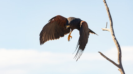 Portrait of a Harris Hawk as it takes off from it's perch with wings on a downbeat, long legs extended, and focused gaze on the ground below it. A blue sky with a few clouds are in the background.