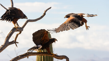 Three Harris Hawks gather on the branches of a dead tree with the top of a saguaro cactus and clouds in the background. The hawk in the center has his beak open in an objection towards the others. - obrazy, fototapety, plakaty