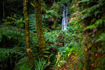a little waterfall surrounded with dense and lush vegetation in gondwana rainforest - Lamington National Park, alongside Albert River Circuit 